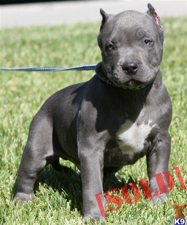 BABYBLUE...SOLD...WWW.BLUELEGACYPITS.COM